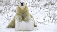 Cochrane Polar Bear Habitat