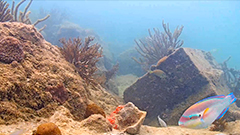 Coral City Coral City